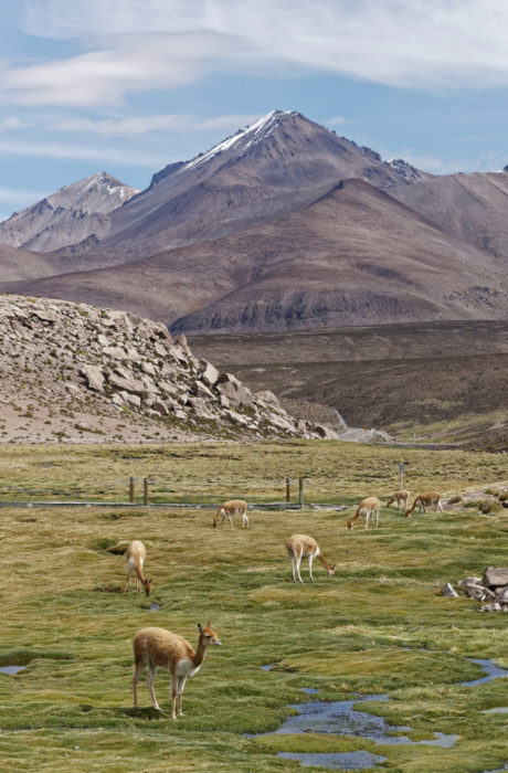 Laamansukuiset vikunjat laiduntavat Laucan luonnonpuistossa 4 500 metrin korkeudella merenpinnasta lähellä Bolivian rajaa. - Ajomatka puistoon kestää rannikolta Arican kaupungista noin kolme tuntia, ja nopean nousun huomaa päänsärkynä, Einari Ojala kertoo.